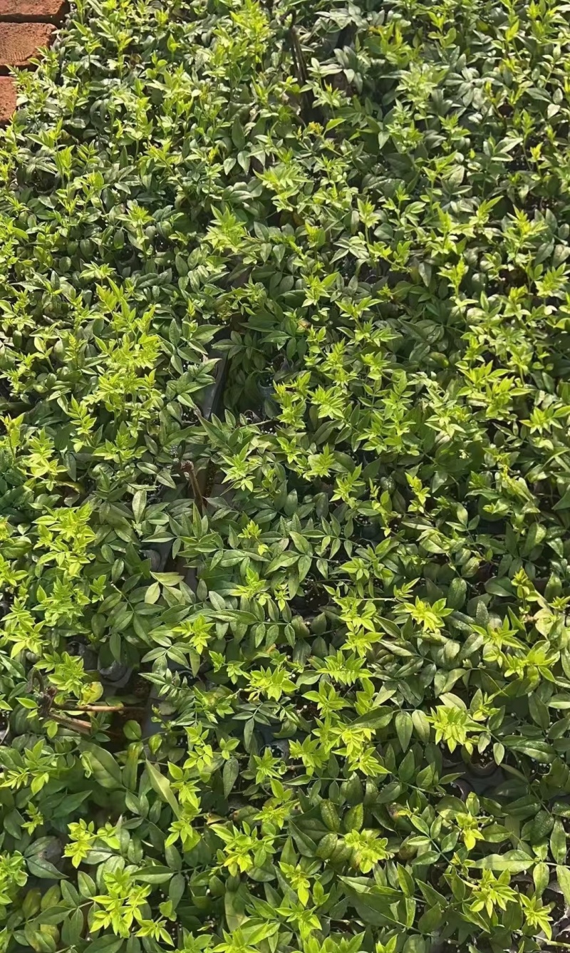 无纺布九星叶苗，根系发达，欢迎订购