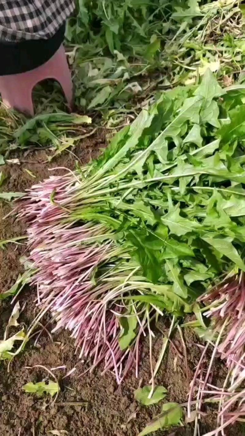 速冻蒲公英碎长期合作饺子包子菜团子食品厂