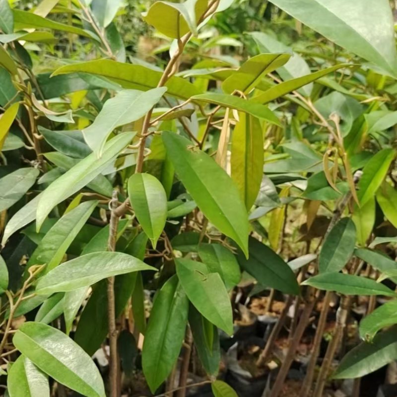 黑刺榴莲苗猫山王榴莲苗规格齐全零售批发均可提供技术指导