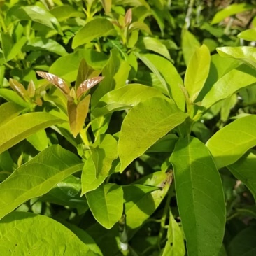 海南牛油果苗品种纯正价格优惠规格齐全保存活提供技术指导