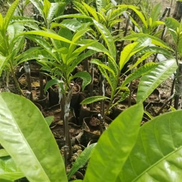 海南耀堂鸡蛋果苗货源充足规格齐全价格低保存活可视频看货