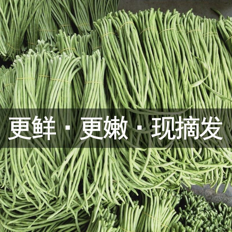 长豆角，基地直发，代收代办一条龙，产地直供
