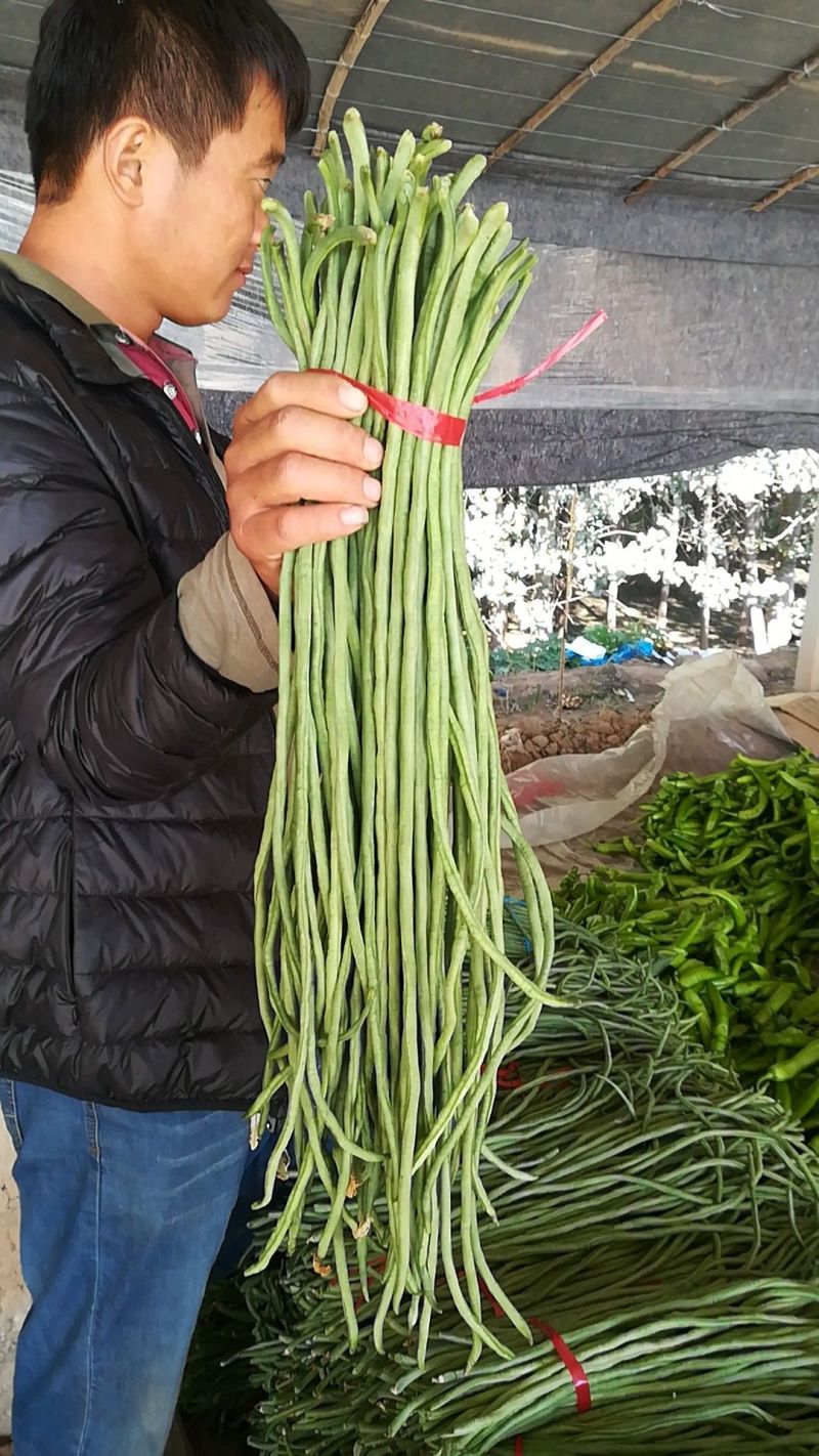长豆角，基地直发，代收代办一条龙，产地直供