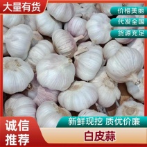 大蒜手选代发货，红皮蒜，白皮蒜，四六瓣各种规格大蒜供应