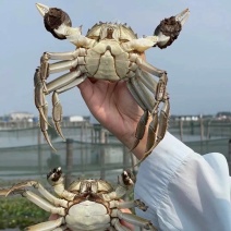 江苏洪泽湖一手货源大闸蟹泗洪螃蟹河蟹淡水螃蟹