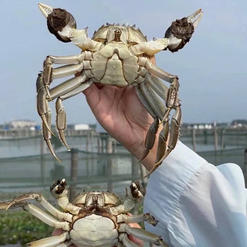 江苏洪泽湖一手货源大闸蟹泗洪螃蟹河蟹淡水螃蟹