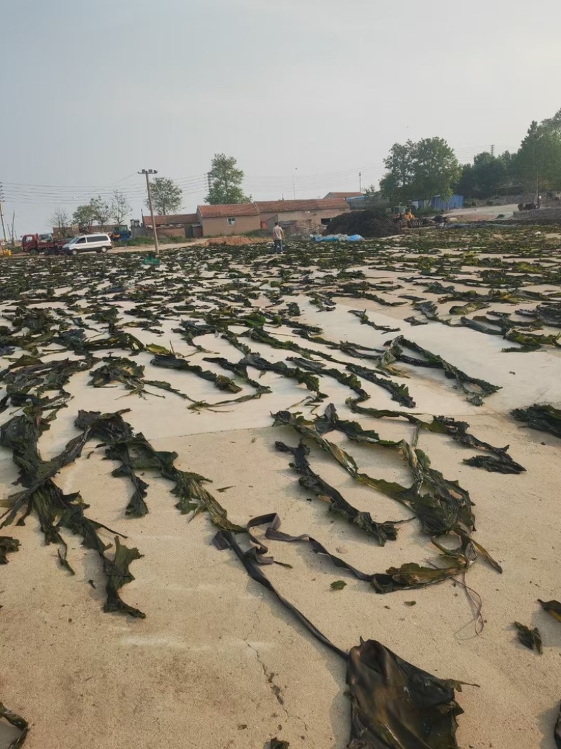 山东无沙海带片大肉厚无沙地摊展会源头产地直发