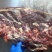 满肉牛蝎子