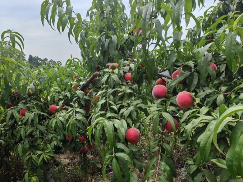 山东精品毛桃大量上市产地现摘现发核小肉多欢迎来电