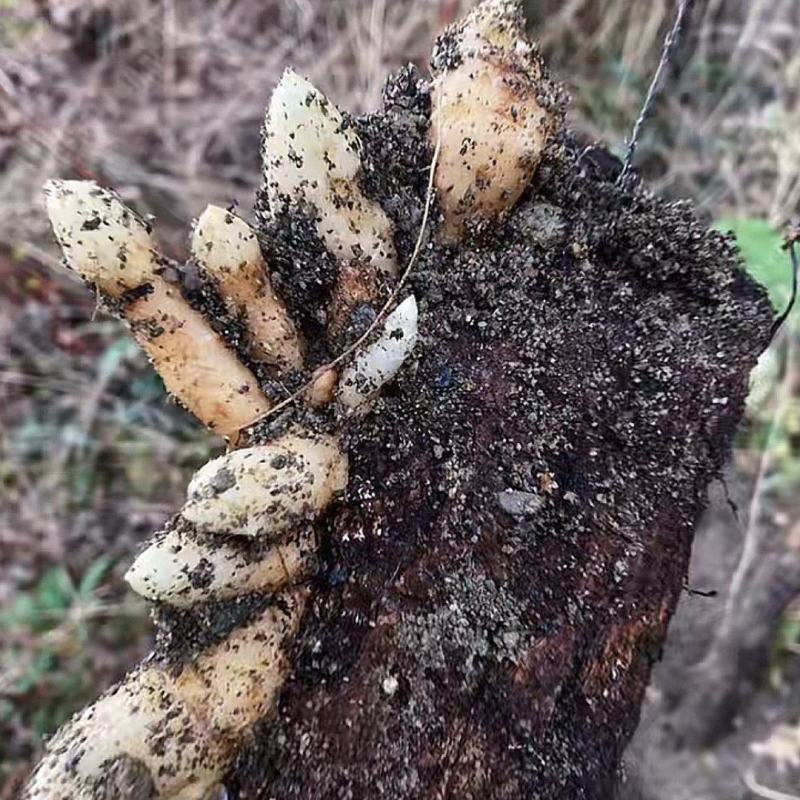 零代天麻种子现采现发