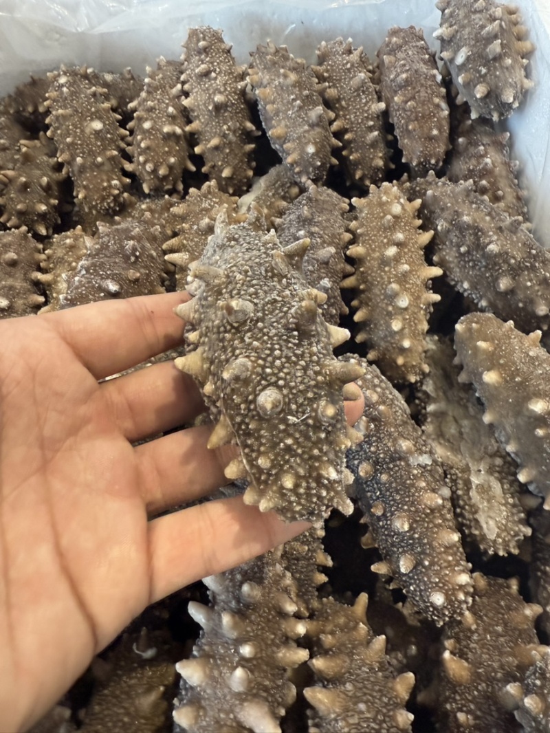 大连高刺不挂冰不缩水固化物百分之95Q弹口感鲜食即食海参