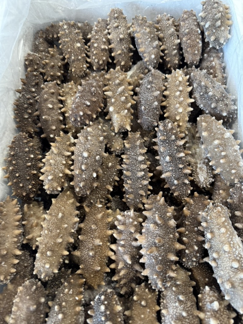大连高刺不挂冰不缩水固化物百分之95Q弹口感鲜食即食海参