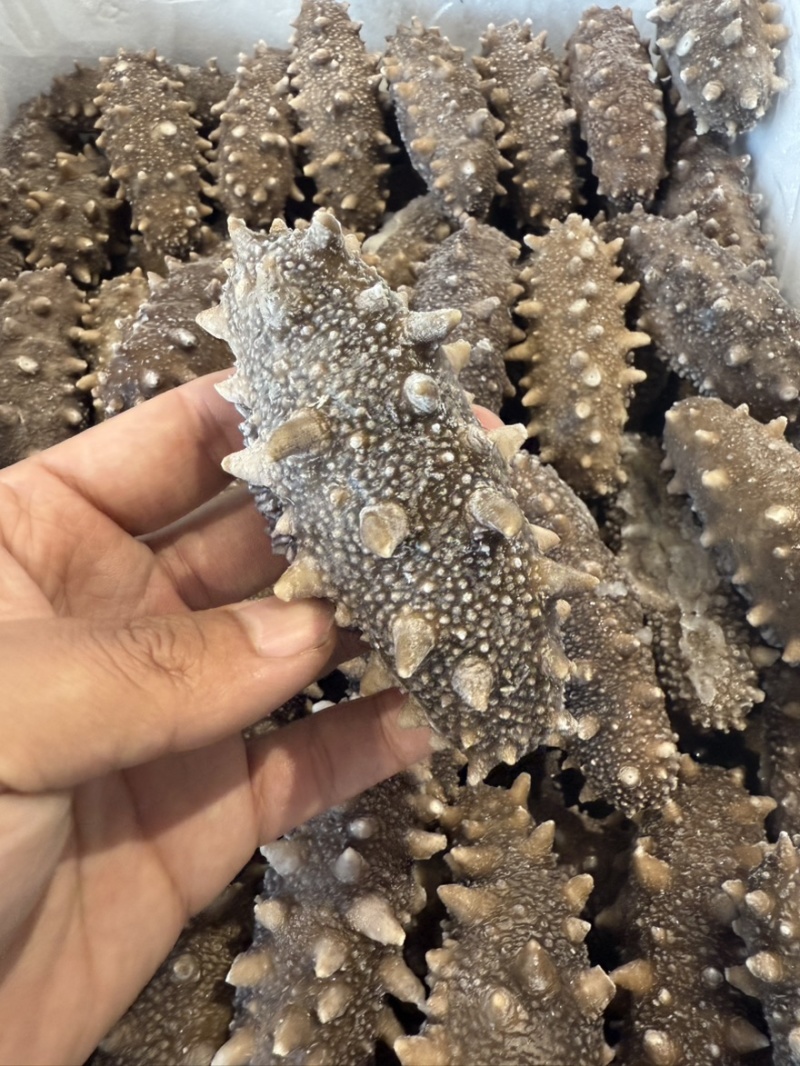 大连高刺不挂冰不缩水固化物百分之95Q弹口感鲜食即食海参