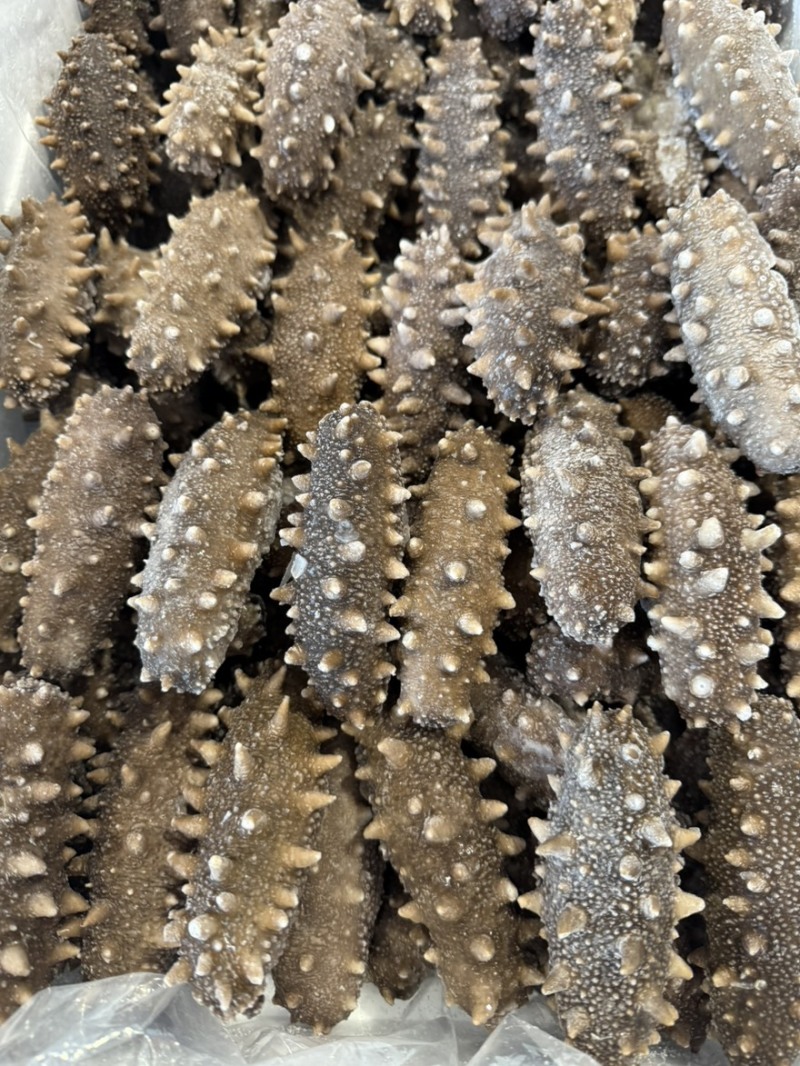 大连高刺不挂冰不缩水固化物百分之95Q弹口感鲜食即食海参
