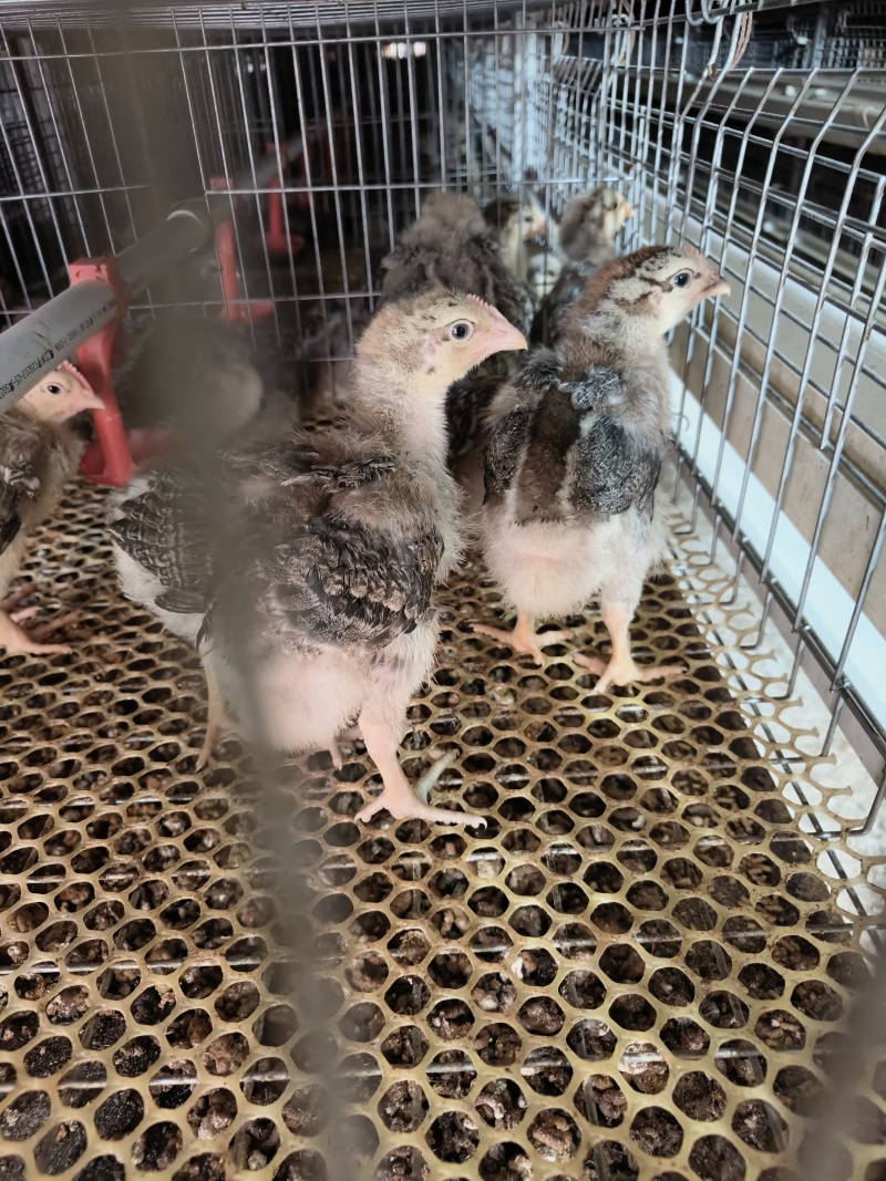 大种白芦花鸡脱温鸡苗，均重1斤左右