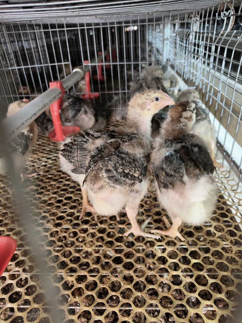大种白芦花鸡脱温鸡苗，均重1斤左右