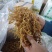 东北纯野生黄花菜菌香味十足自然嗮干炖汤炒菜***干货黄花