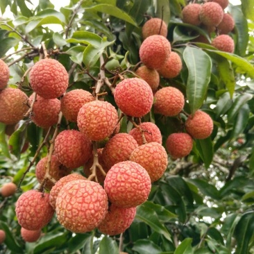 白糖罂荔枝
