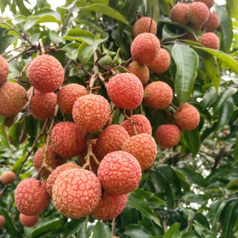 白糖罂荔枝