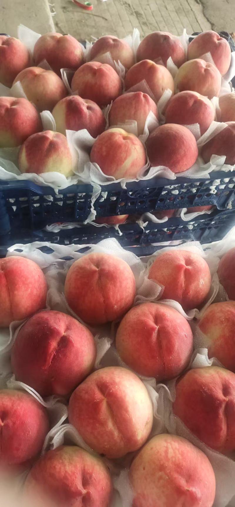 山东精品毛桃大量上市产地现摘现发核小肉多欢迎来电