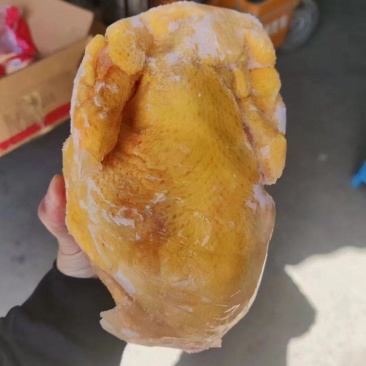 清远鸡