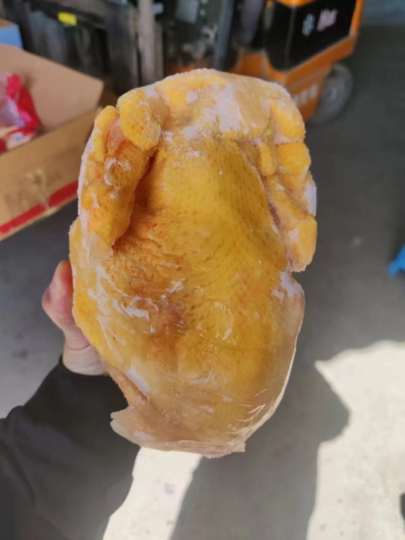 清远鸡