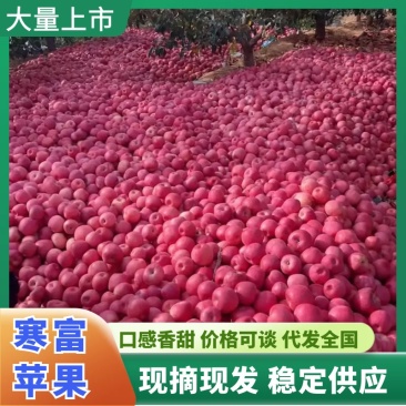 辽宁绥中寒富苹果高山苹果口感甜脆皮毛亮欢迎全国老板前来