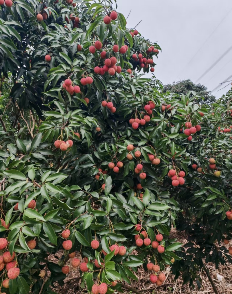 高州根子柏桥荔枝上市，对接批发零售各大批发平台可一件代发