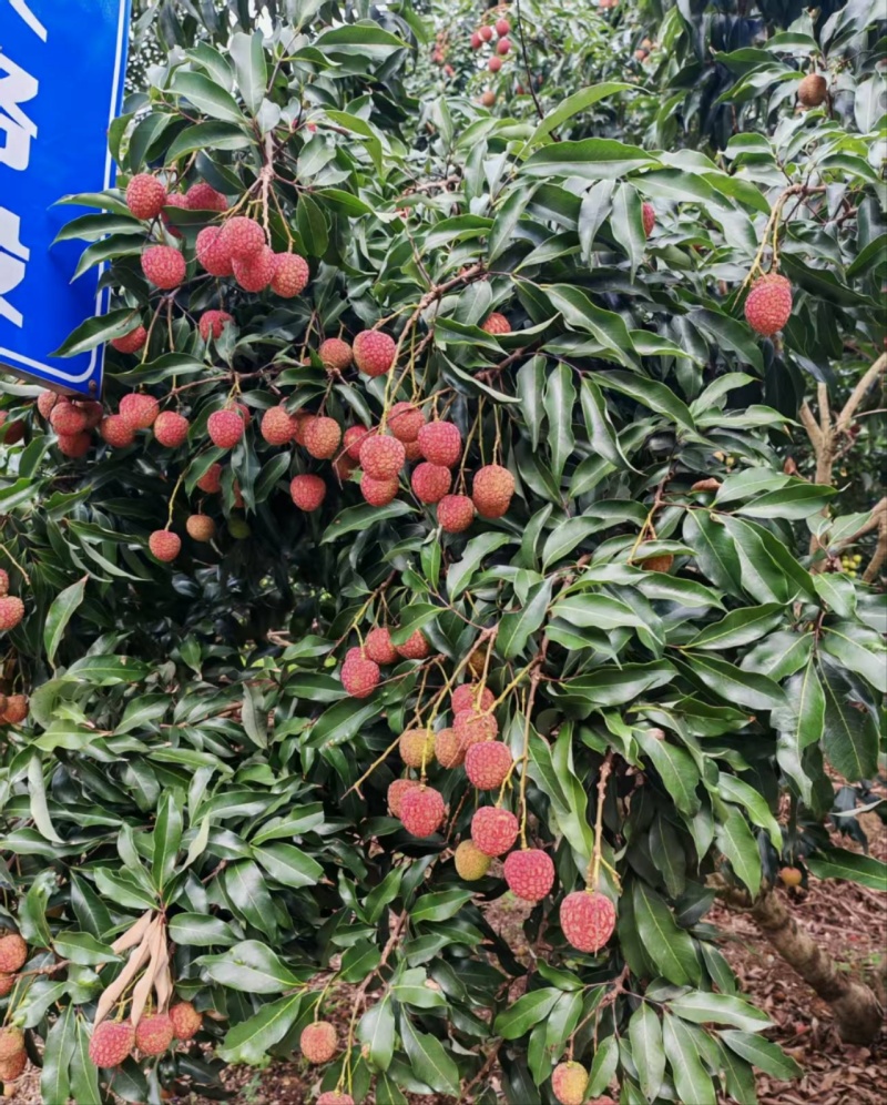 高州根子柏桥荔枝上市，对接批发零售各大批发平台可一件代发