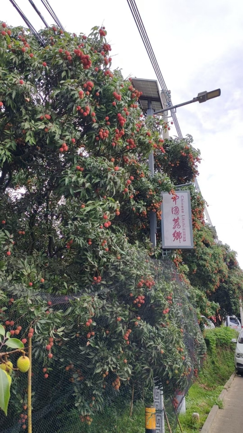 高州根子柏桥荔枝上市，对接批发零售各大批发平台可一件代发