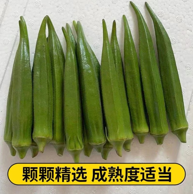 精品秋葵静心挑选一手货源对接电商直播全国走货等