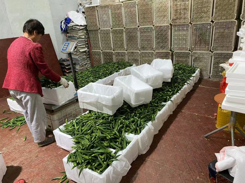 精品秋葵静心挑选一手货源对接电商直播全国走货等