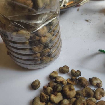 非洲带壳腰果
