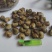 非洲带壳腰果