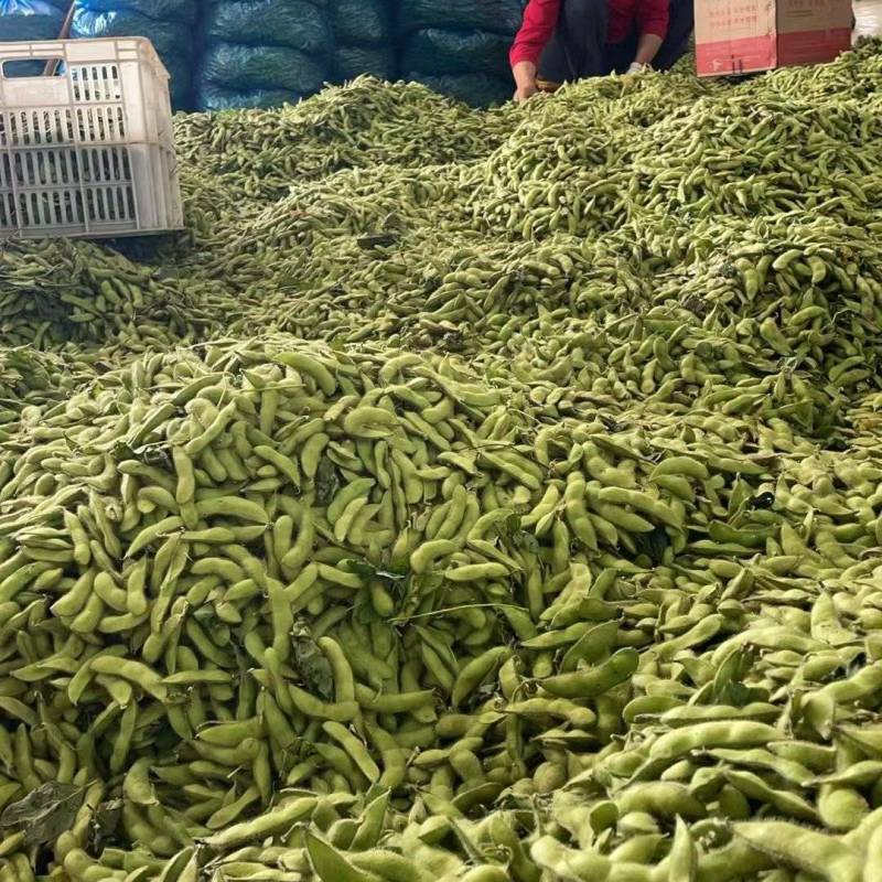 翠绿包毛豆大量上货，对接全国商超电商欢迎来电