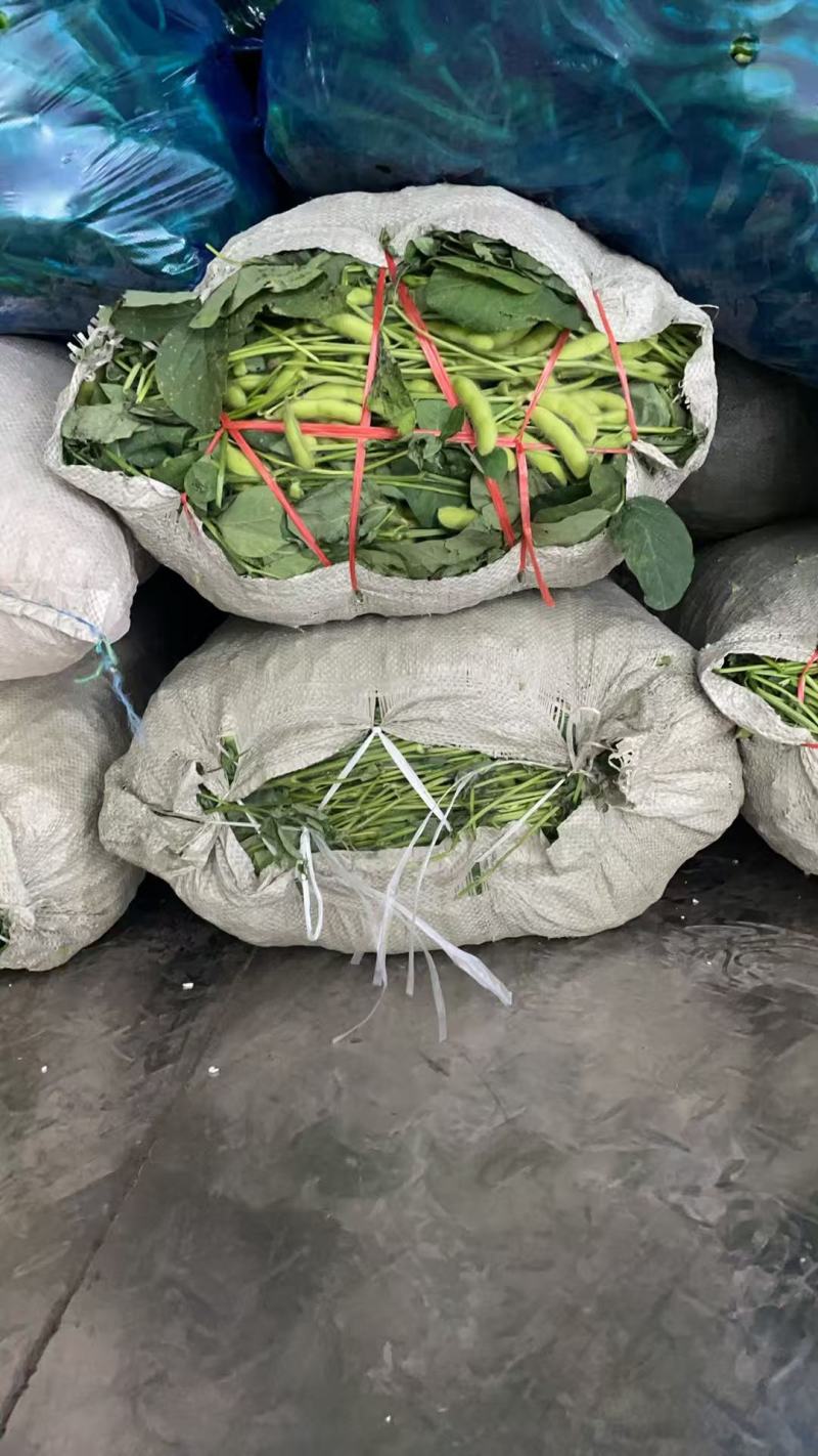 翠绿包毛豆大量上货，对接全国商超电商欢迎来电