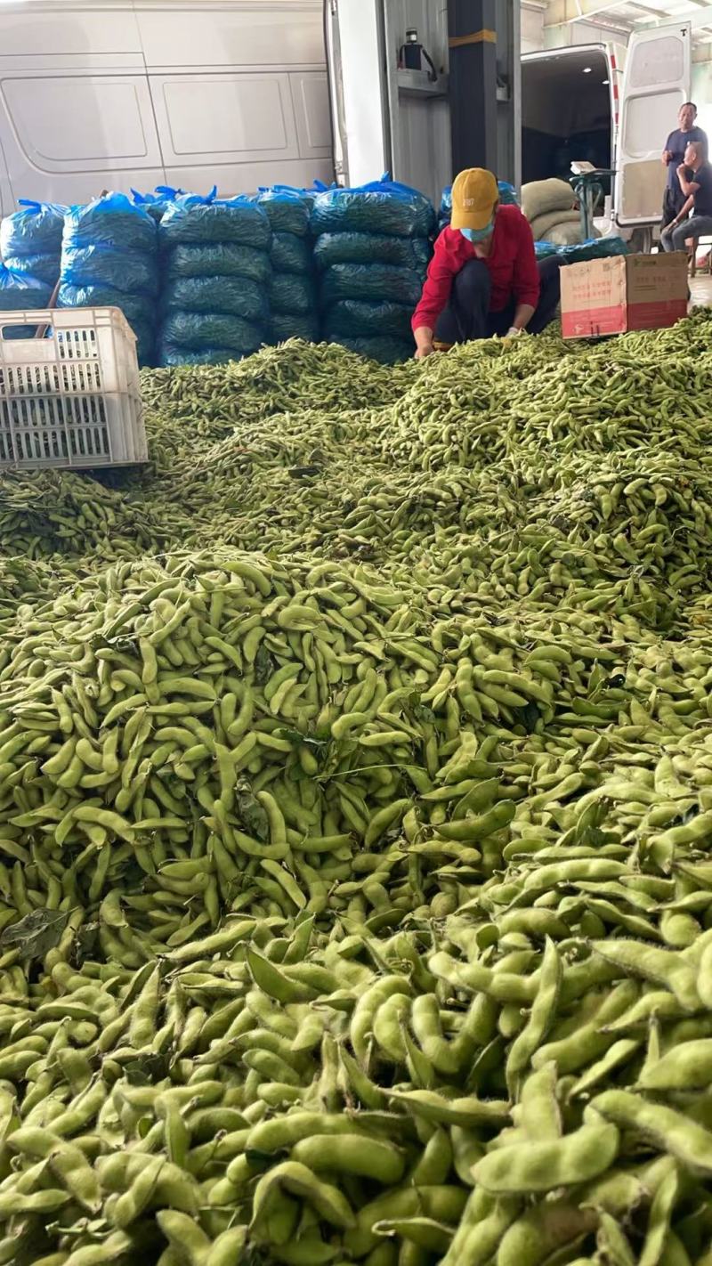 翠绿包毛豆大量上货，对接全国商超电商欢迎来电