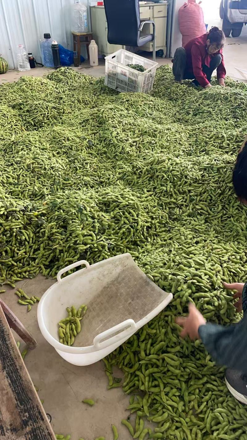 翠绿包毛豆大量上货，对接全国商超电商欢迎来电