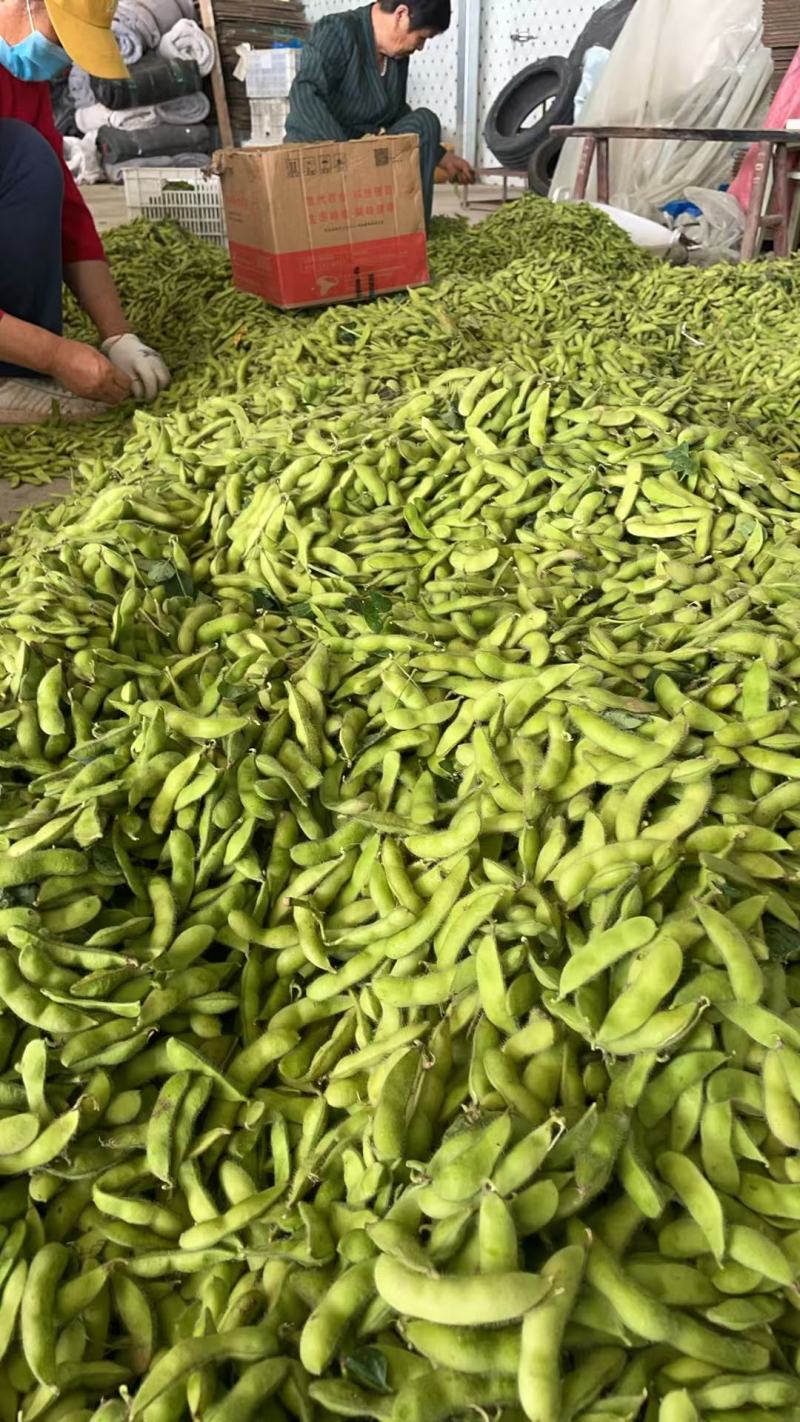 翠绿包毛豆大量上货，对接全国商超电商欢迎来电