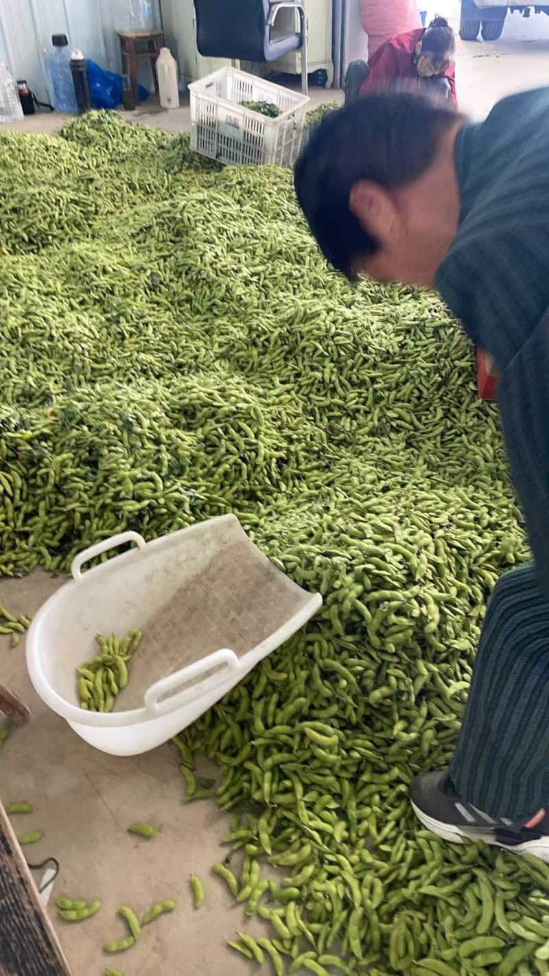 翠绿包毛豆大量上货，对接全国商超电商欢迎来电