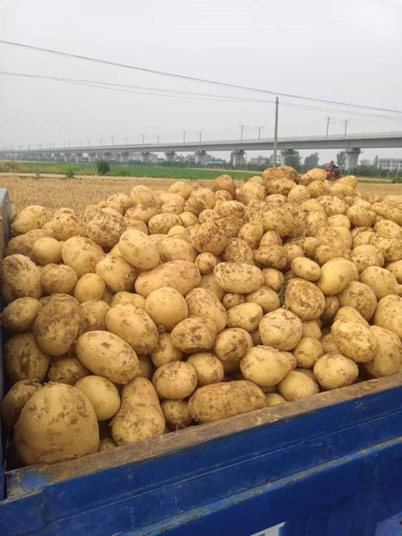 【实力】湖北黄心土豆大量上市了物美价廉产地直发可视频看货