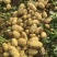 【实力】湖北黄心土豆大量上市了物美价廉产地直发可视频看货