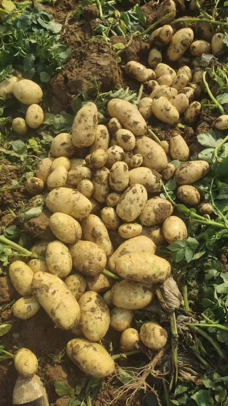 【实力】湖北黄心土豆大量上市了物美价廉产地直发可视频看货