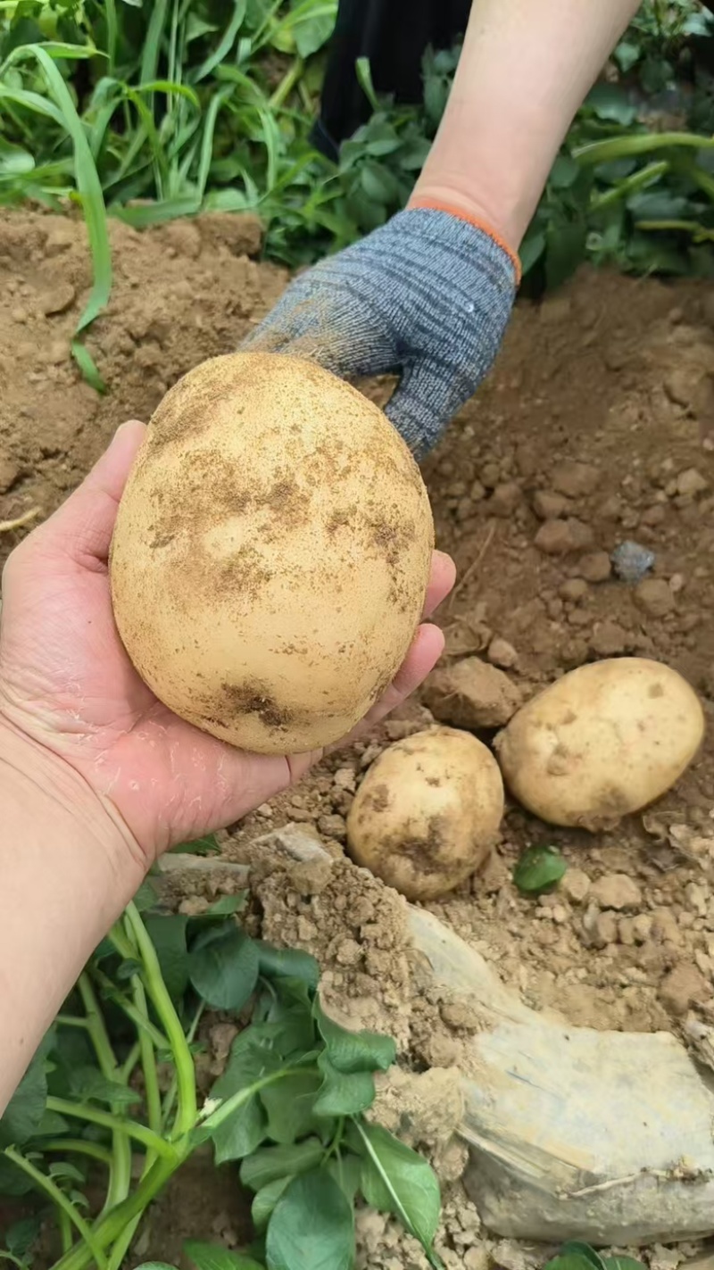 【实力】湖北黄心土豆大量上市了物美价廉产地直发可视频看货