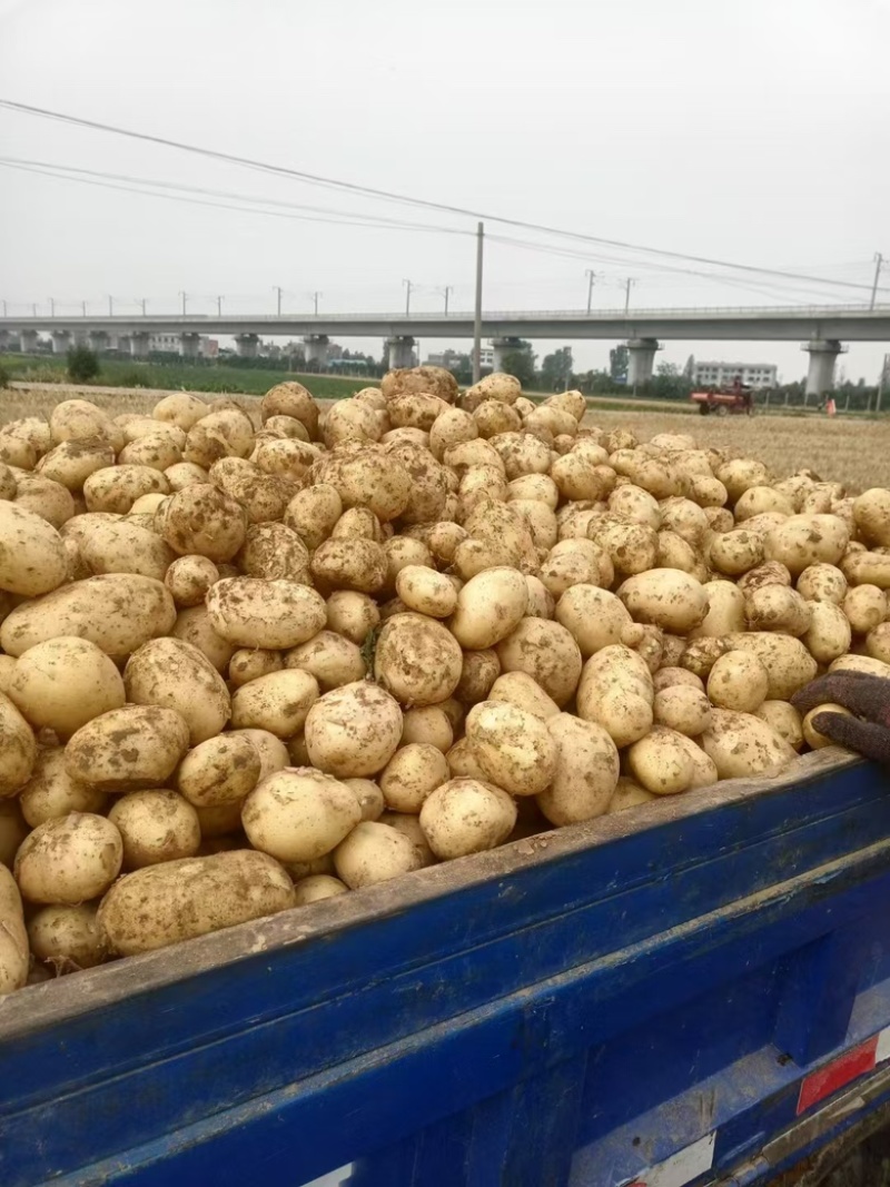 【实力】湖北黄心土豆大量上市了物美价廉产地直发可视频看货