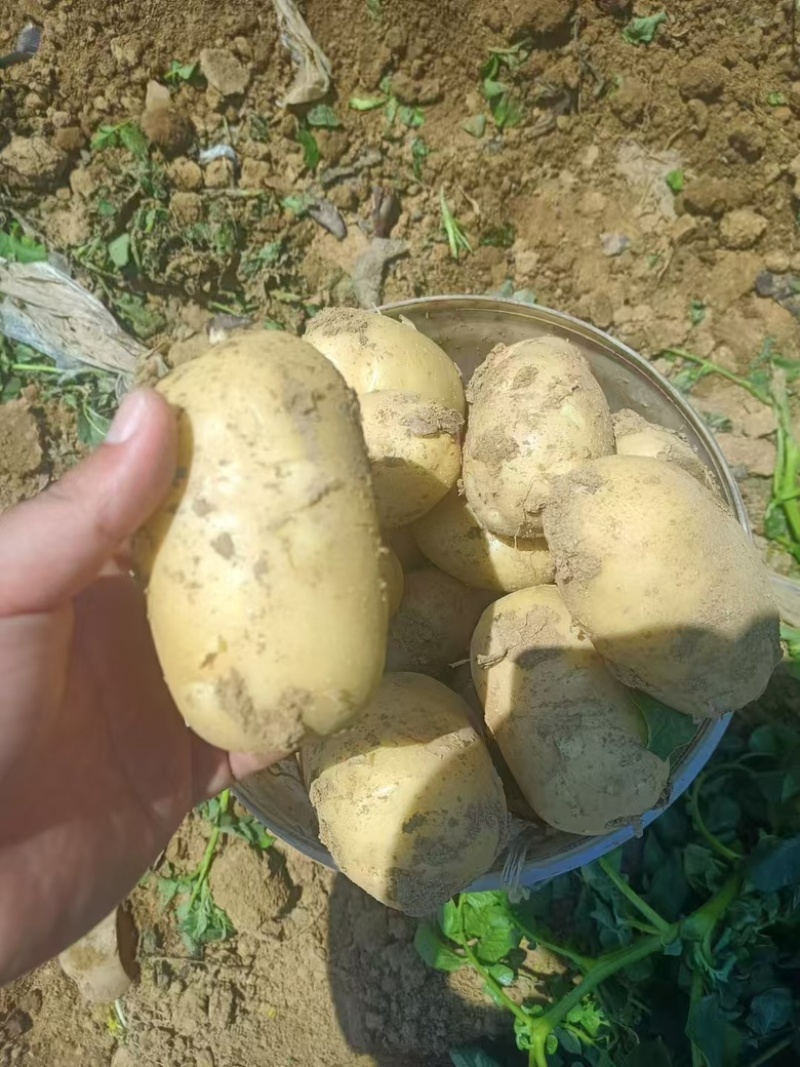 【实力】湖北黄心土豆大量上市了物美价廉产地直发可视频看货