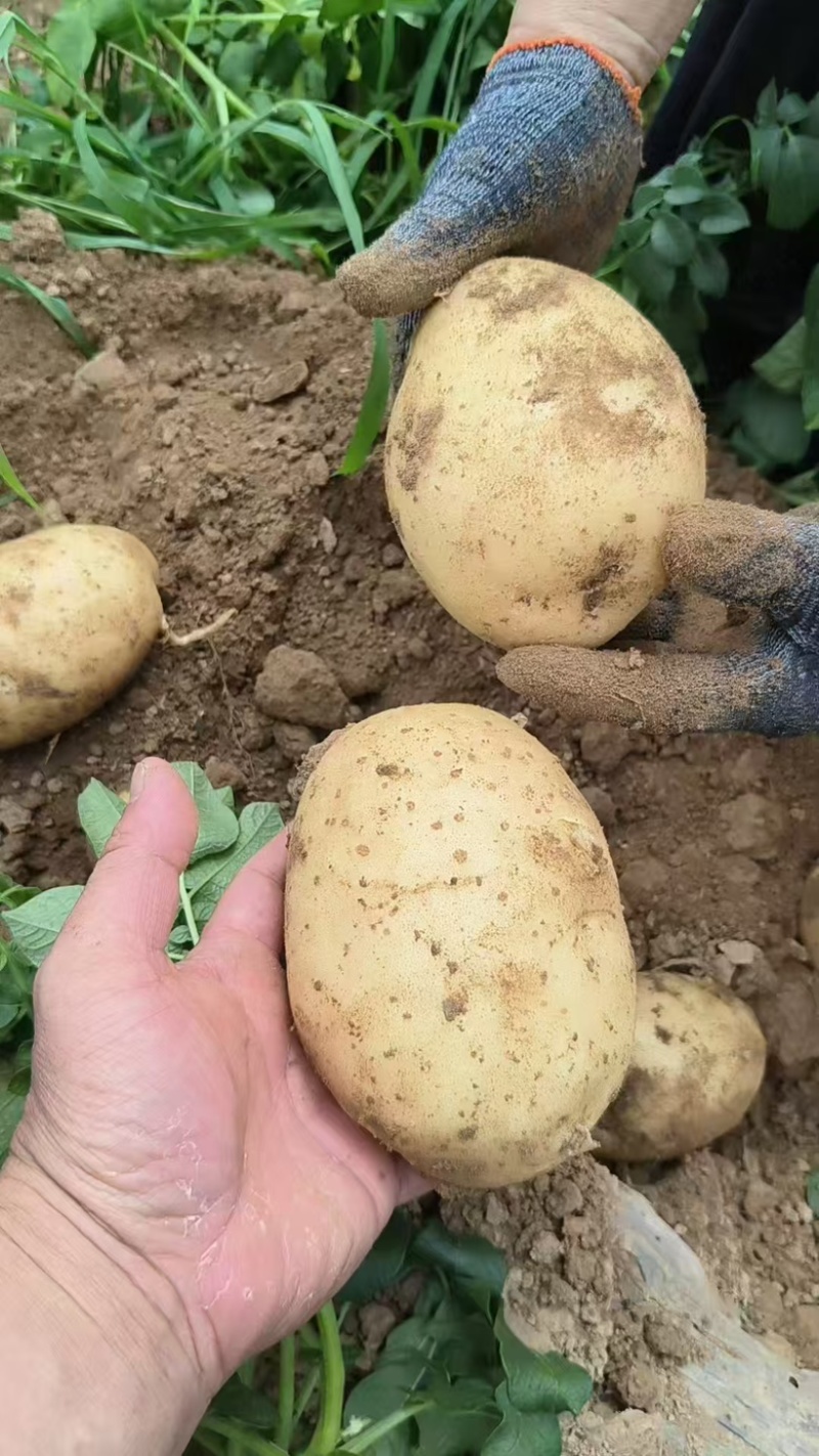 【实力】湖北黄心土豆大量上市了物美价廉产地直发可视频看货