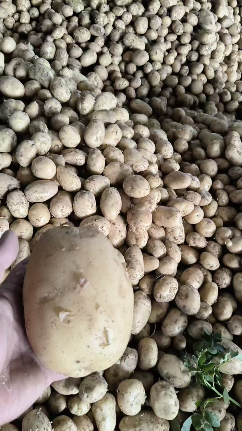 【实力】湖北黄心土豆大量上市了物美价廉产地直发可视频看货