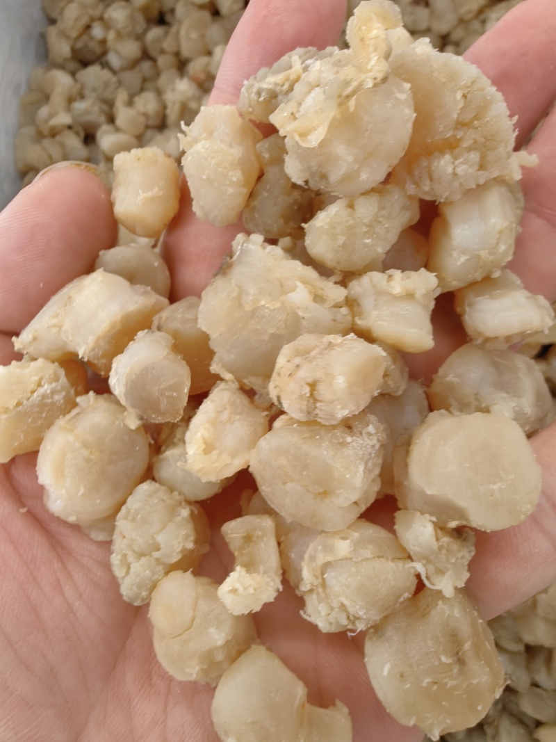 ***干贝瑶柱干贝质量好***食堂食品厂馅料