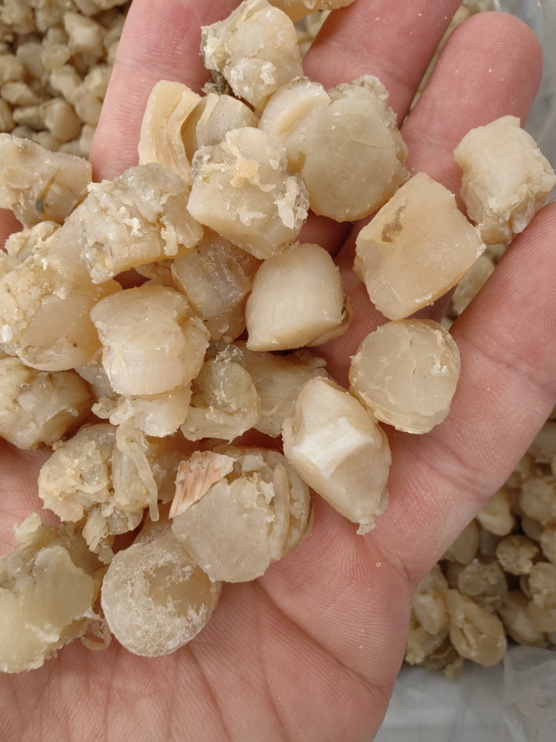 ***干贝瑶柱干贝质量好***食堂食品厂馅料